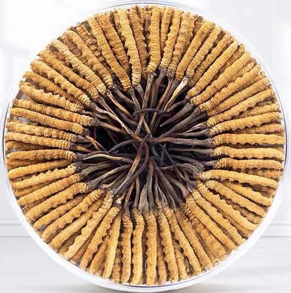 博兴冬虫夏草回收